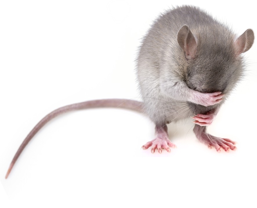 Does Spray Foam Keep out Mice, Rodents and Pests?